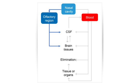 aptar-pharma-nose-to-brain-flow-chart-mechanism-final.jpg