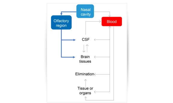 aptar-pharma-nose-to-brain-flow-chart-mechanism-final.jpg