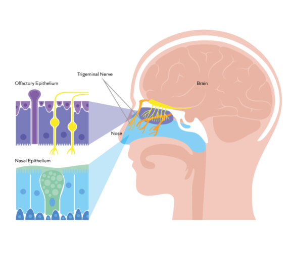 Head diagram of nasal epithelium and olfactory epithelium regions with trigeminal nerve transporting drug to human brain.