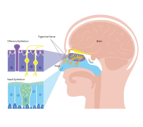 Head diagram of nasal epithelium and olfactory epithelium regions with trigeminal nerve transporting drug to human brain.