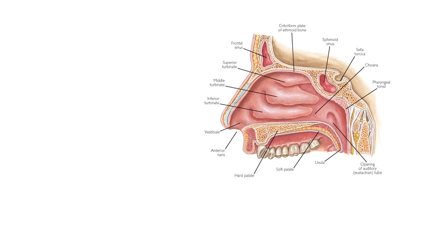 Human Nasal Cavity Drawing with legends