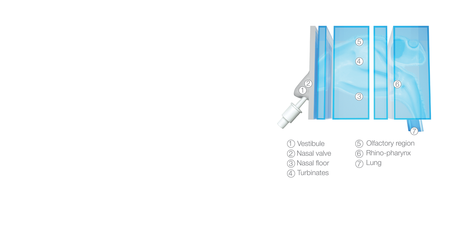 Nasal CAST model block sections
