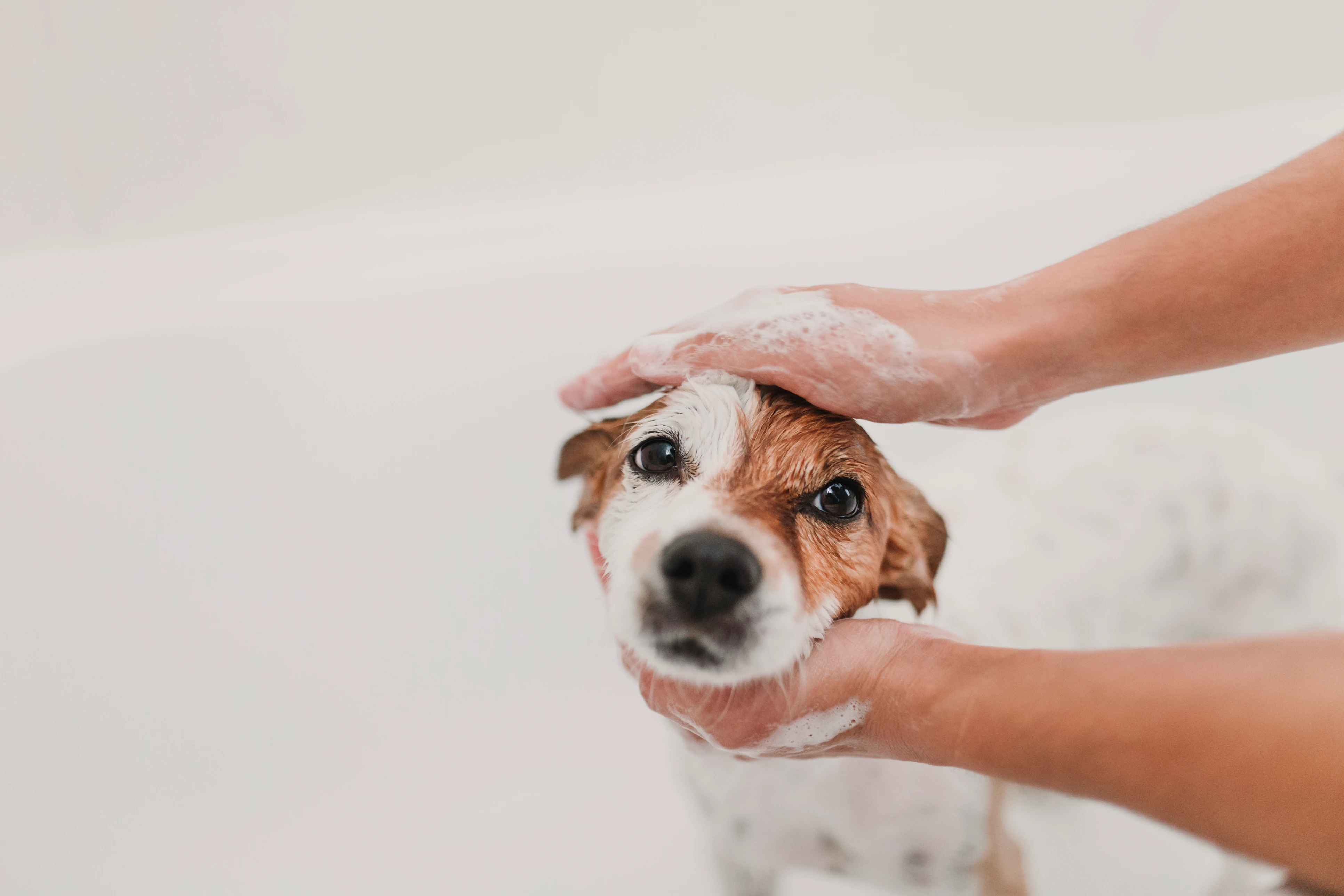 Airy-Dog Bath.jpg